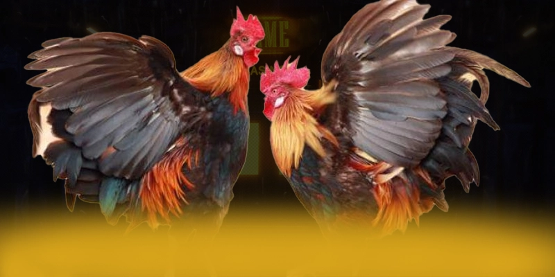 DAGA88 - Tổng quan đánh giá với góc nhìn khách quan.