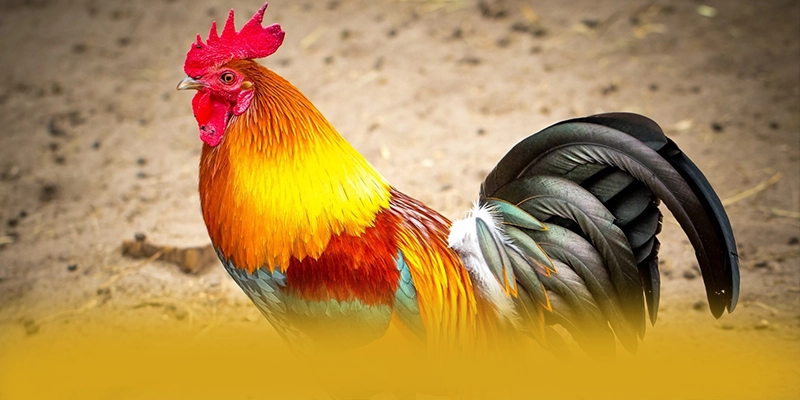 
Khám phá FAFA191 - Sân chơi được nhiều người chơi lựa chọn tại Việt Nam
