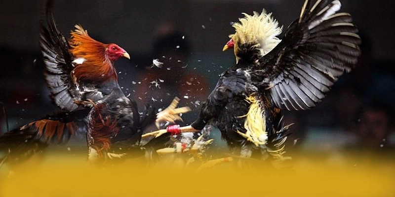 
Tìm hiểu tỷ lệ kèo bóng đá - Cổng game chất lượng được giới cược thủ tin tưởng
