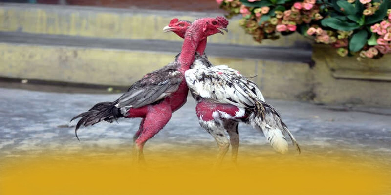 W88 - Trang game có nhiều event hấp dẫn 2025 – Cập nhật event và quà tặng tại W88