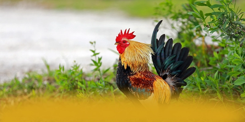 KKWIN - Cổng game bài an toàn được yêu thích hàng đầu – Tìm hiểu về độ tin cậy và bảo mật tại KKWIN KKWIN - Cổng game bài an toàn được yêu thích hàng đầu – Tìm hiểu về độ tin cậy và bảo mật tại KKWIN