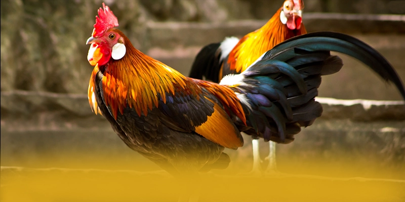 KKWIN - Cổng game đang làm mưa làm gió đang làm mưa làm gió trên thị trường – Khám phá sản phẩm hấp dẫn của KKWIN KKWIN - Cổng game đang làm mưa làm gió đang làm mưa làm gió trên thị trường – Khám phá sản phẩm hấp dẫn của KKWIN