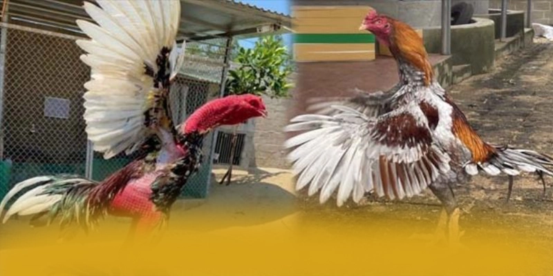 KKWIN - Sảnh game uy tín được cộng đồng đánh giá cao KKWIN - Sảnh game uy tín được cộng đồng đánh giá cao