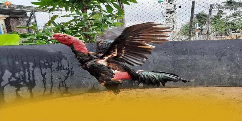 BL555 - Trang game được yêu thích hiện nay BL555 - Trang game được yêu thích hiện nay