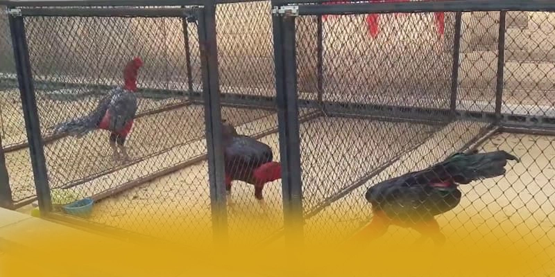 Cập nhật thông tin về UU88 - Cổng giải trí đẳng cấp được quan tâm
Cập nhật thông tin về UU88 - Cổng giải trí đẳng cấp được quan tâm